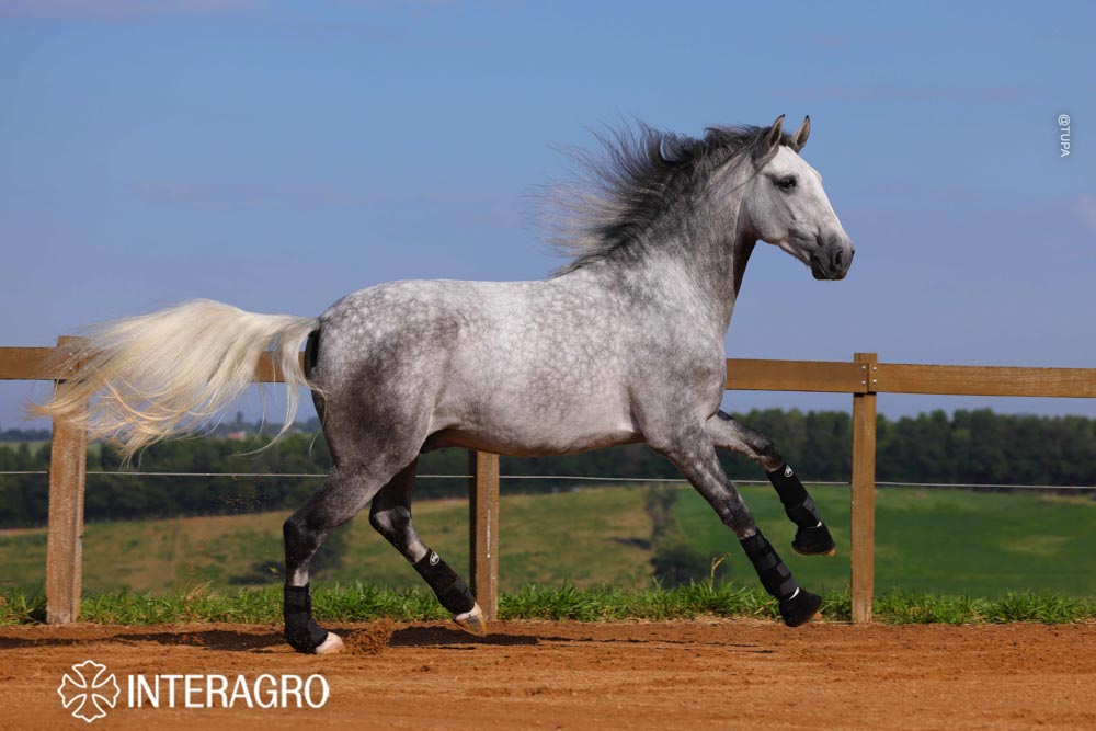 Quarteto Interagro, Puro Sangue Lusitano tordilho, castrado, à venda. Foto: TUPA