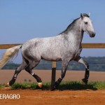 Quarteto Interagro, Puro Sangue Lusitano tordilho, castrado, à venda. Foto: TUPA