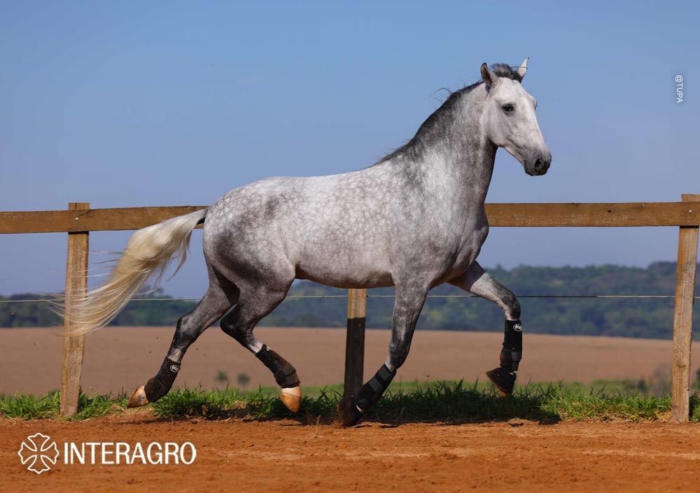 Quarteto Interagro, Puro Sangue Lusitano tordilho, castrado, à venda. Foto: TUPA
