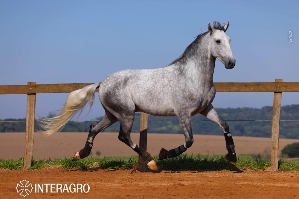 Quarteto Interagro, Puro Sangue Lusitano tordilho, castrado, à venda. Foto: TUPA