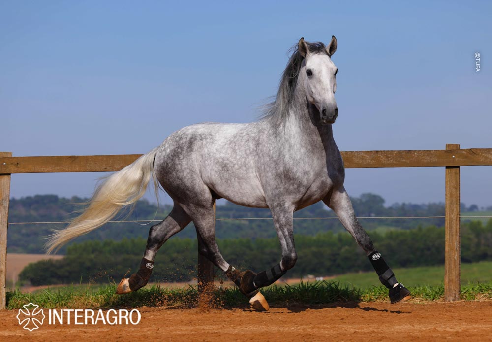 Quarteto Interagro, Puro Sangue Lusitano tordilho, castrado, à venda. Foto: TUPA