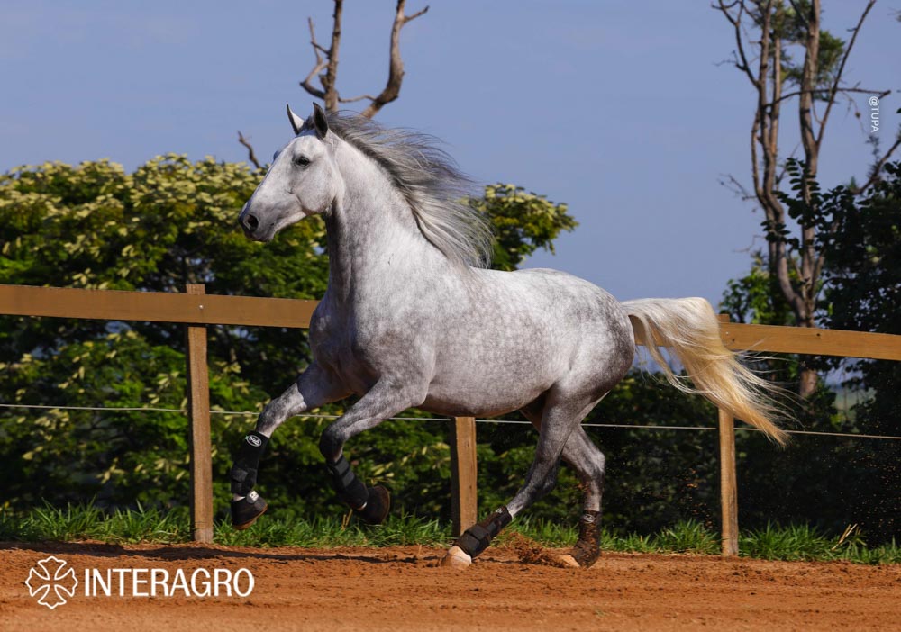 Quarteto Interagro, Puro Sangue Lusitano tordilho, castrado, à venda. Foto: TUPA