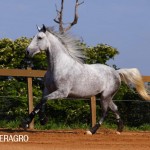 Quarteto Interagro, Puro Sangue Lusitano tordilho, castrado, à venda. Foto: TUPA