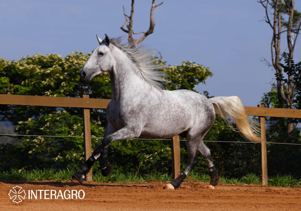 Quarteto Interagro, Puro Sangue Lusitano tordilho, castrado, à venda. Foto: TUPA