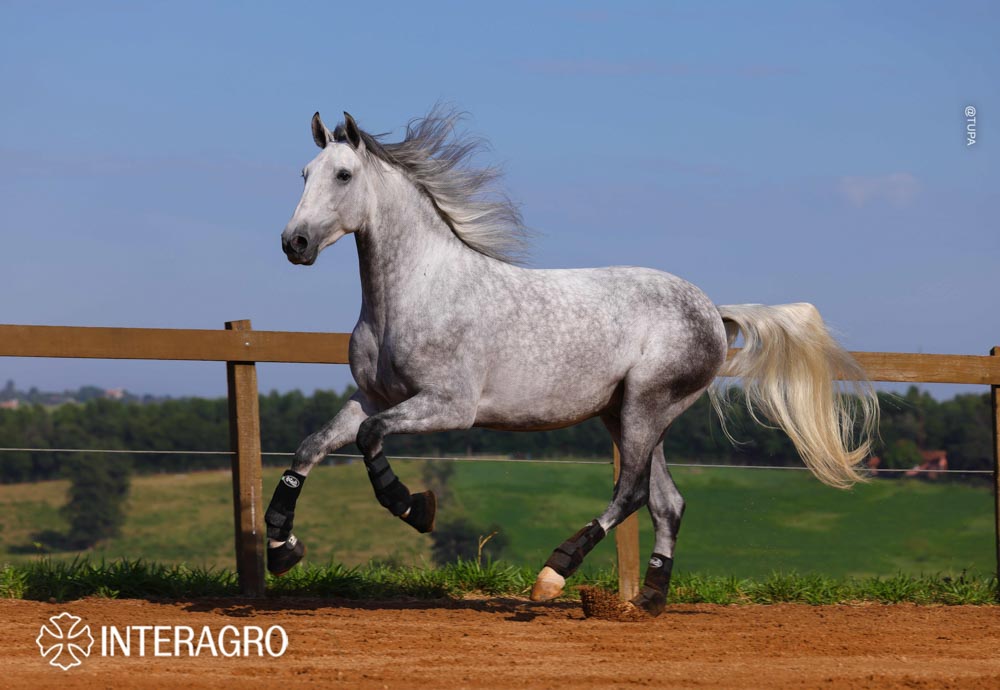 Quarteto Interagro, Puro Sangue Lusitano tordilho, castrado, à venda. Foto: TUPA