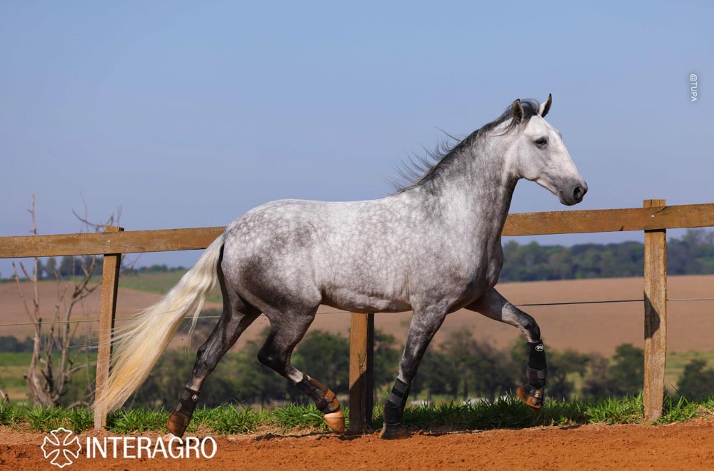 Quarteto Interagro, Puro Sangue Lusitano tordilho, castrado, à venda. Foto: TUPA