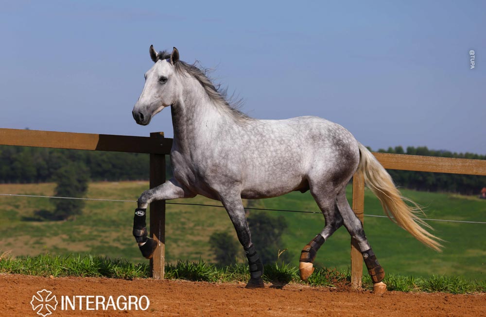 Quarteto Interagro, Puro Sangue Lusitano tordilho, castrado, à venda. Foto: TUPA