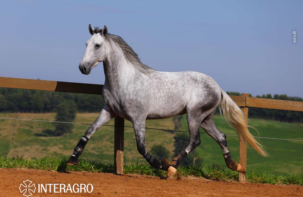 Quarteto Interagro, Puro Sangue Lusitano tordilho, castrado, à venda. Foto: TUPA