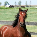 Qeops II Interagro/Interagro Lusitanos