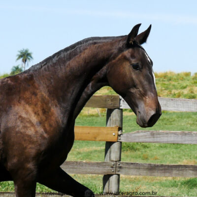 Quadragésima Interagro/Interagro Lusitanos