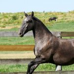 Quadrilheira Interagro/Interagro Lusitanos