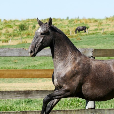 Quadrilheira Interagro/Interagro Lusitanos