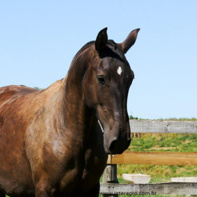 Quality Interagro/Interagro Lusitanos
