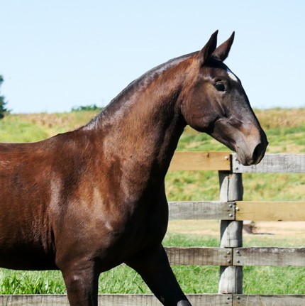 Quaresma Interagro/Interagro Lusitanos