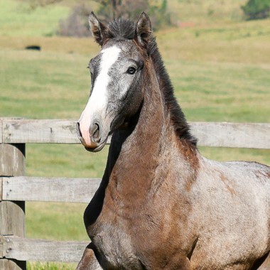 Que-Guapa Interagro/Interagro Lusitanos