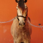 Quico Interagro/Interagro Lusitanos