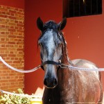 Quico Interagro/Interagro Lusitanos
