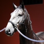 Quico Interagro/Interagro Lusitanos