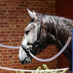 Quico Interagro/Interagro Lusitanos