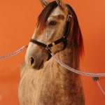 Quico Interagro/Interagro Lusitanos