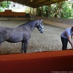 Quico Interagro/Interagro Lusitanos