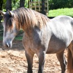 Quico Interagro, potro Puro Sangue Lusitano tordilho à venda. Foto: Martina Brandes