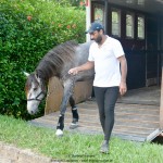 Quico Interagro, potro Puro Sangue Lusitano tordilho à venda. Foto: Martina Brandes