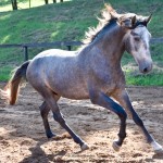 Quico Interagro, potro Puro Sangue Lusitano tordilho à venda. Foto: Martina Brandes