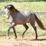 Quico Interagro, potro Puro Sangue Lusitano tordilho à venda. Foto: Martina Brandes