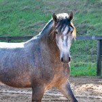 Quico Interagro, potro Puro Sangue Lusitano tordilho à venda. Foto: Martina Brandes