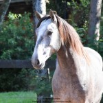 Quico Interagro, potro Puro Sangue Lusitano tordilho à venda. Foto: Martina Brandes