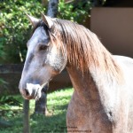 Quico Interagro, potro Puro Sangue Lusitano tordilho à venda. Foto: Martina Brandes