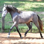 Quico Interagro, potro Puro Sangue Lusitano tordilho à venda. Foto: Martina Brandes