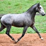 Quico Interagro, potro Puro Sangue Lusitano tordilho à venda. Foto: Martina Brandes