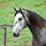 Quico Interagro, potro Puro Sangue Lusitano tordilho à venda. Foto: Martina Brandes