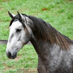 Quico Interagro, potro Puro Sangue Lusitano tordilho à venda. Foto: Martina Brandes