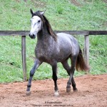Quico Interagro, potro Puro Sangue Lusitano tordilho à venda. Foto: Martina Brandes
