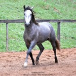 Quico Interagro, potro Puro Sangue Lusitano tordilho à venda. Foto: Martina Brandes