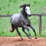 Quico Interagro, potro Puro Sangue Lusitano tordilho à venda. Foto: Martina Brandes