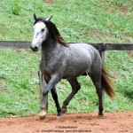 Quico Interagro, potro Puro Sangue Lusitano tordilho à venda. Foto: Martina Brandes