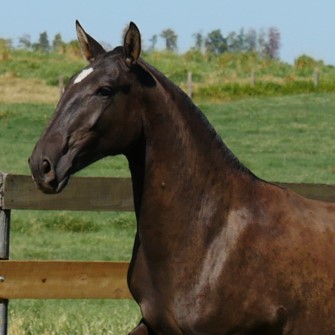 Quimera II Interagro/Interagro Lusitanos