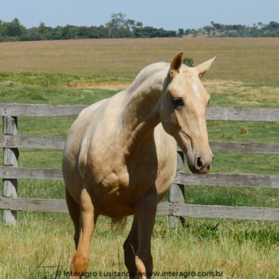 Quira Interagro/Interagro Lusitanos