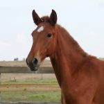 Ruiva Interagro (Hanibal x Gravura)