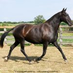 Madrigal Interagro, matriz Puro Sangue Lusitano preta/Interagro Lusitanos