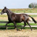 Madrigal Interagro, matriz Puro Sangue Lusitano preta/Interagro Lusitanos