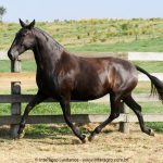 Madrigal Interagro, matriz Puro Sangue Lusitano preta/Interagro Lusitanos