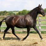 Madrigal Interagro, matriz Puro Sangue Lusitano preta/Interagro Lusitanos