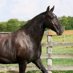 Madrigal Interagro, matriz Puro Sangue Lusitano preta/Interagro Lusitanos