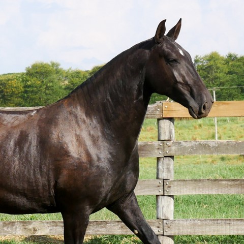 Madrigal Interagro, matriz Puro Sangue Lusitano preta/Interagro Lusitanos