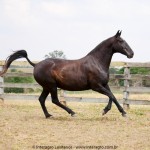 Madrigal Interagro, matriz Puro Sangue Lusitano preta/Interagro Lusitanos